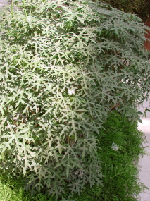 dscn1014